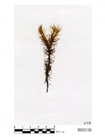 藏品(東亞曲尾苔)的圖片